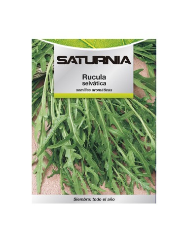 Semillas Aromaticas Rucula Selvatica (2.5 gramos) Horticultura, Horticola, Semillas Huerto.