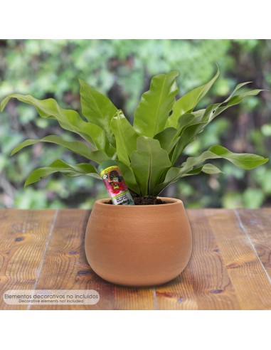 Agua Gelificada Para Riego Con Dispensador 300 ml.